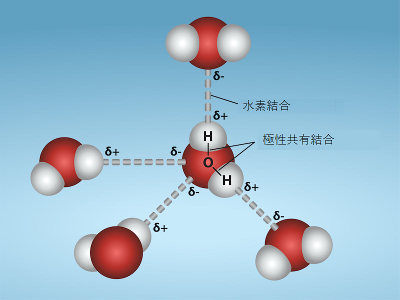 4つの水分子が示されており、それらの間には水素結合がある。水素結合とは、ある分子の水素原子と別の分子の酸素原子を結ぶ点線のことである。