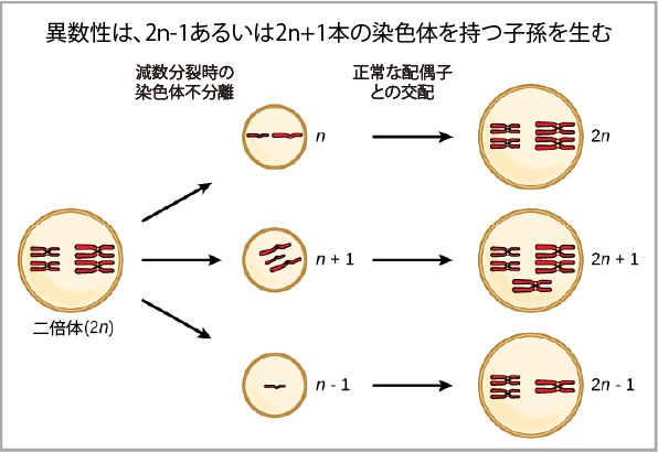 18.2 新種の形成 | 生物学の独学・勉強サイト