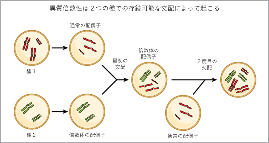 異質倍数性は、染色体数の異なる2つの種が交配することにより生じるものである。この例では、種1は3対の染色体を持ち、種2は2対の染色体を持っています。3本の染色体をもつ正常な配偶子と2本の染色体をもつ倍数体配偶子が融合すると、7本の染色体をもつ接合体ができる。この交配による子孫は、7本の染色体を持つ多倍体配偶子を産む。この多倍体配偶子と、3本の染色体を持つ1種の正常な配偶子が融合すると、生まれる子どもは10本の染色体を持つことになります。
