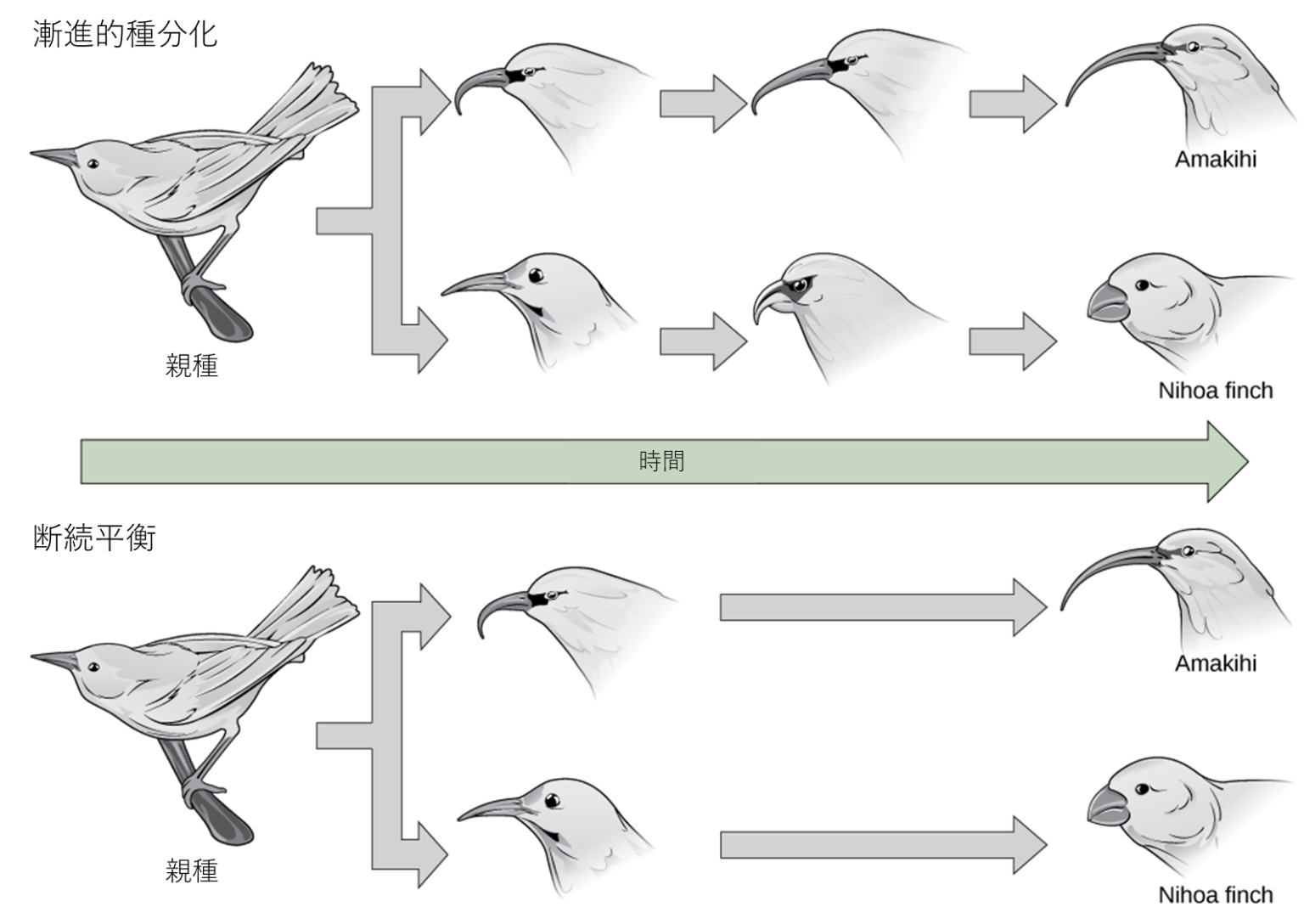 18.3 交雑帯と種分化率 | 生物学の独学・勉強サイト