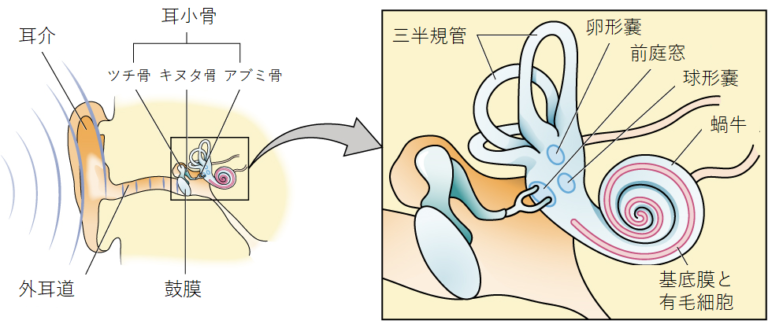 5.4 聴覚 | 心理学の独学・勉強サイト