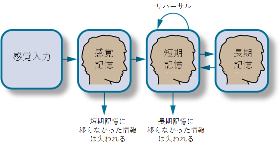 フロー図は、4つのボックスとそれをつなぐ矢印で構成されています。最初のボックスには "感覚入力 "と書かれています。矢印は、"感覚的な記憶 "と書かれた2番目のボックスにつながっています。矢印は、"短期記憶（STM）"と書かれた3番目のボックスにつながっています。矢印は "長期記憶（LTM）"と書かれた第4の箱を指し、矢印は第4の箱から第3の箱へと逆方向に向かっています。短期記憶の箱の上には、箱の右上から矢印が出て、曲がって箱の左上に戻っています。この矢印には "リハーサル "と書かれています。感覚記憶」と「短期記憶」の両ボックスには、その下に "伝達されない情報は失われる "というテキストを示す矢印があります。